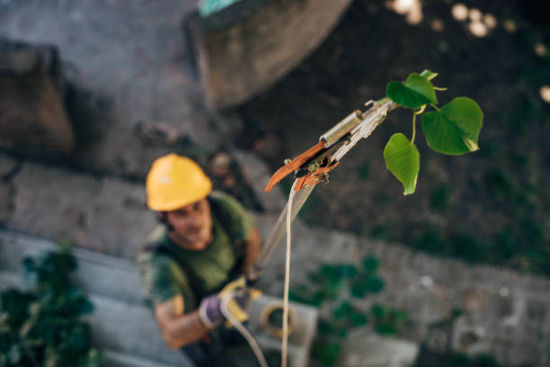 How Our Tree Care Process Works  in Richmond, IL